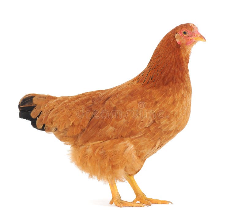 Brown hen