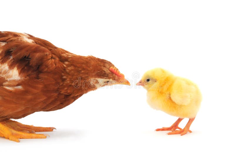 Brown hen and chick