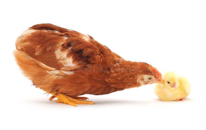 Brown hen and chick