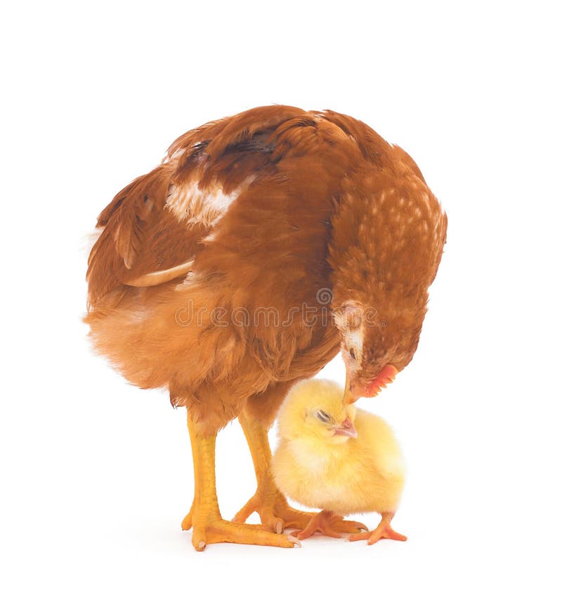 Brown hen and chick