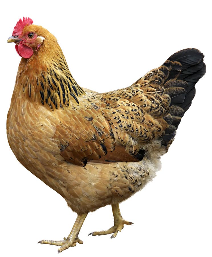 Marrone gallina isolato su bianco, girato in studio.