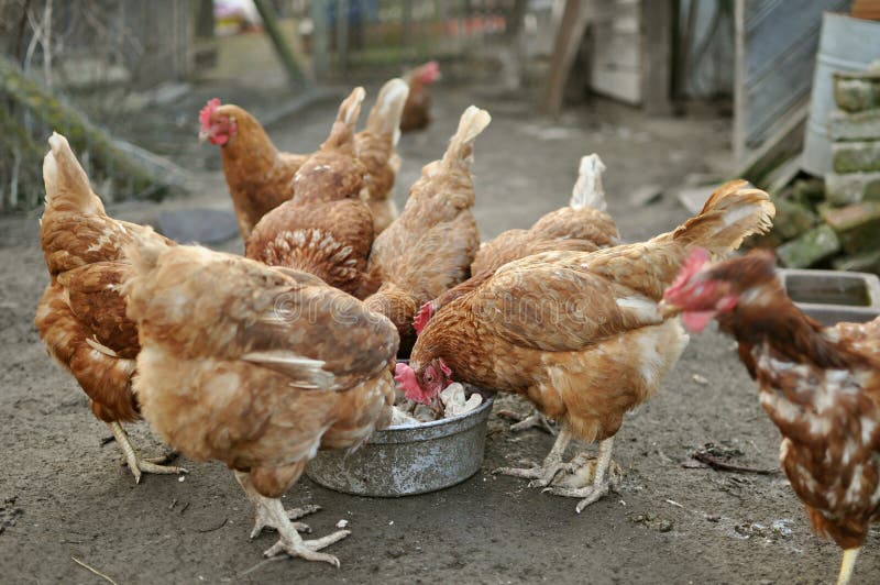 Brown Hens eating stock image. Image of herd, look, group 32185931