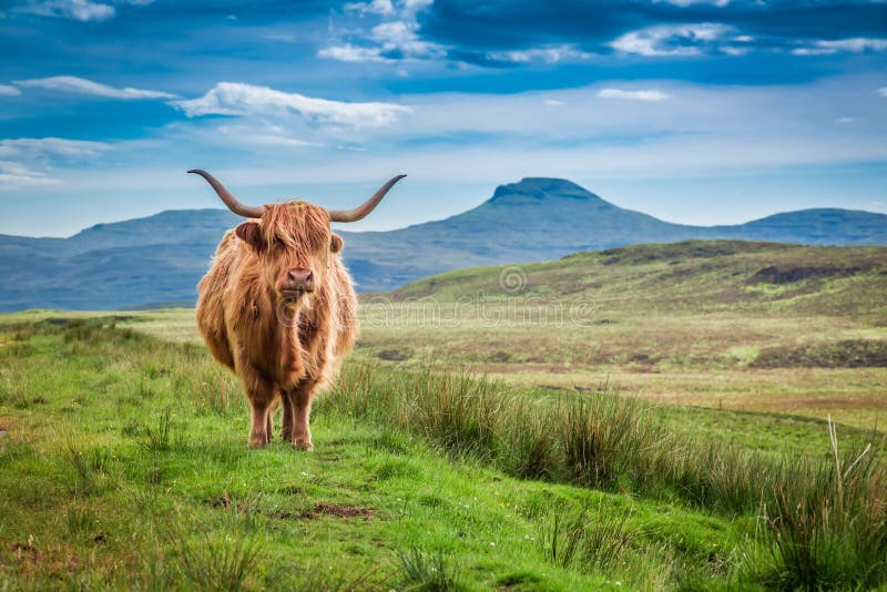 Brown highland cow in Isle of Skye, Scotland