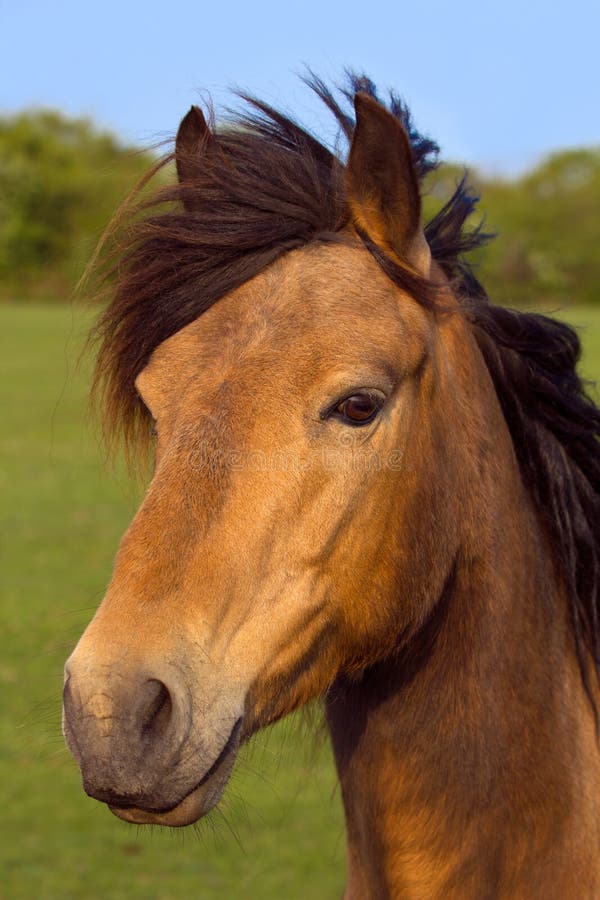 a brown horse