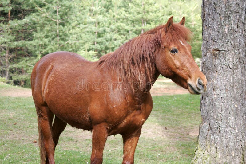 Brown horse