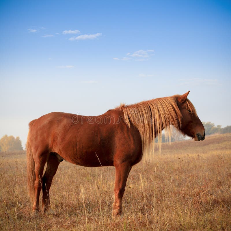 Brown horse