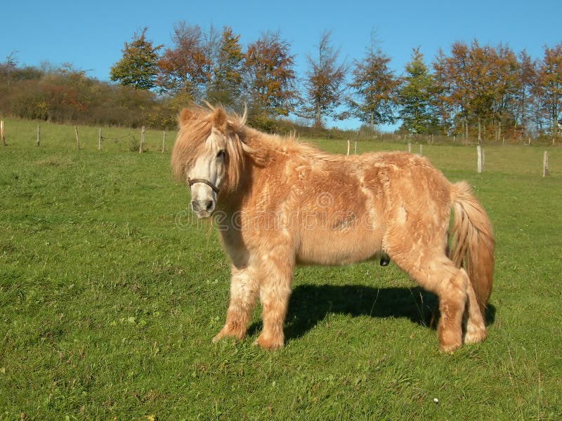 Brown horse stock photography