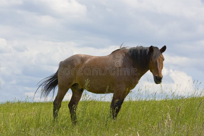 Brown horse