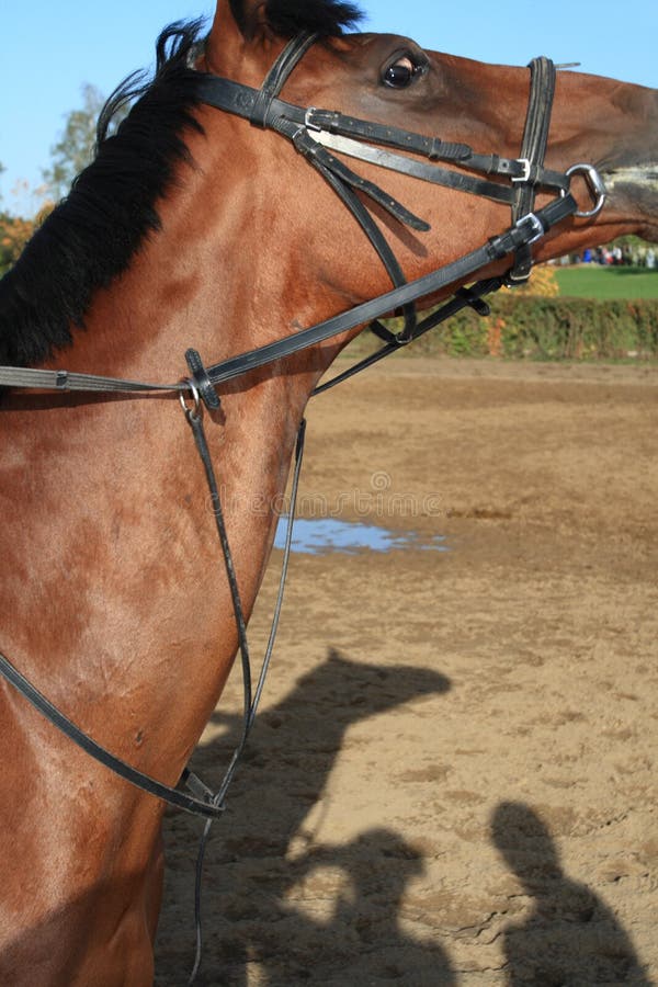 Horse without rider stock image. Image of accident, rider 1851023