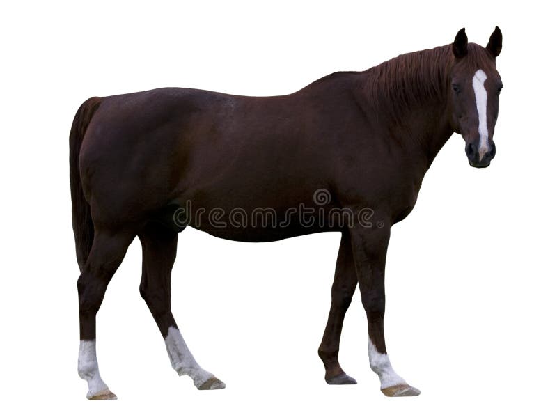 Brown Horse