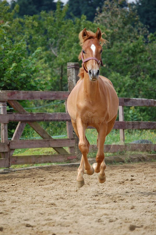 Brown horse stock image. Image of pony, horse, farm, brown 7085863