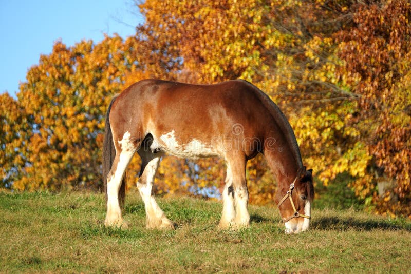 A brown horse with a background of fall foliage near Carousel Park, Pike Creek, Delaware, U.S