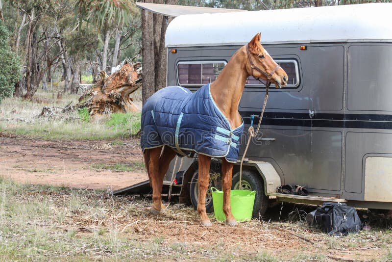 A Brown Horse with a Blue Rug Tethered To a Horse Float Stock Image