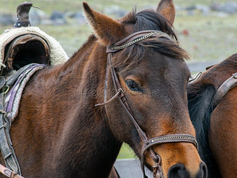 Brown Horse with a Bridle and a Saddle Stock Photo Image of horse