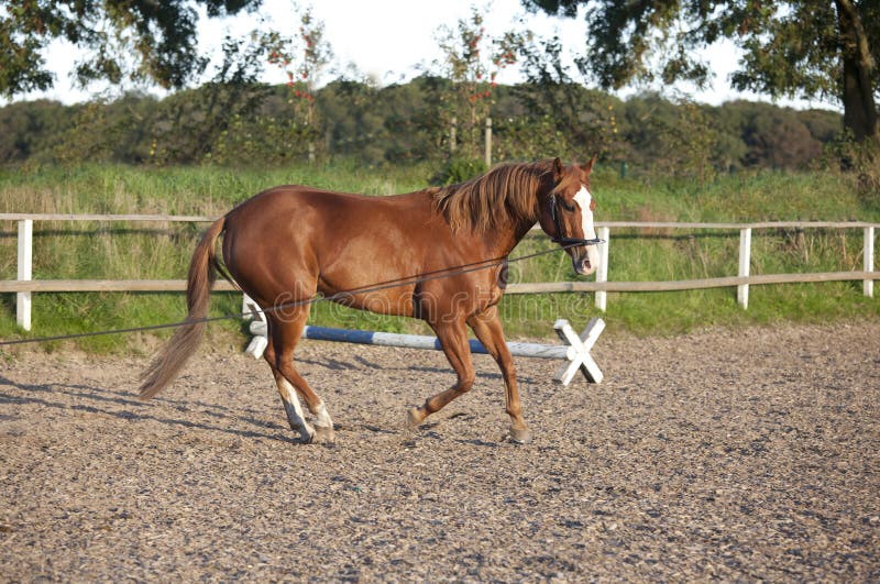 Horse lunging stock image. Image of dressage, exercises 34603153
