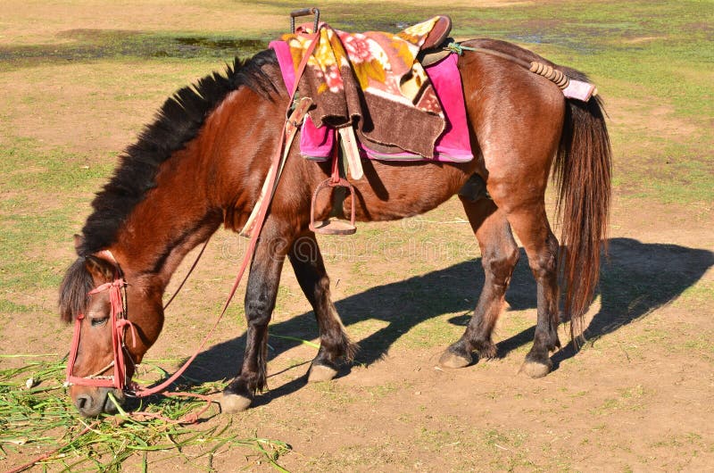 Brown horse eat grass stock photo. Image of meadow, life 24585902