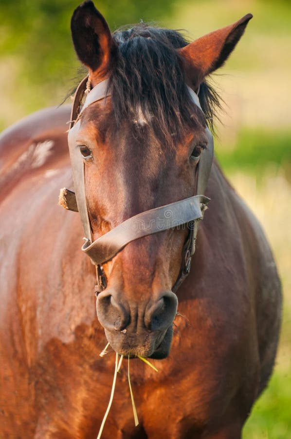 Brown Horse Eating Grass