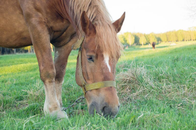 Brown Horse Eating Grass on the Field Stock Image Image of horse