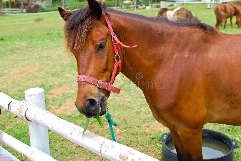 Brown horse eating and grazing in farm