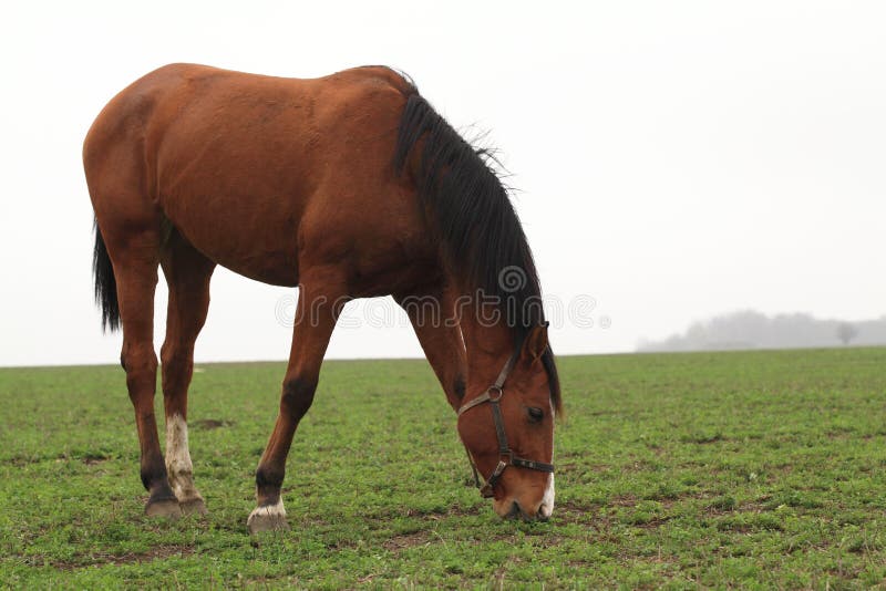 Brown horse