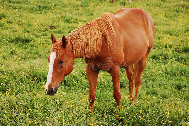 Brown horse on farm