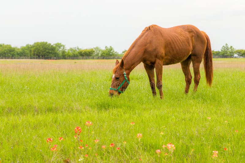 Brown horse in farm land.