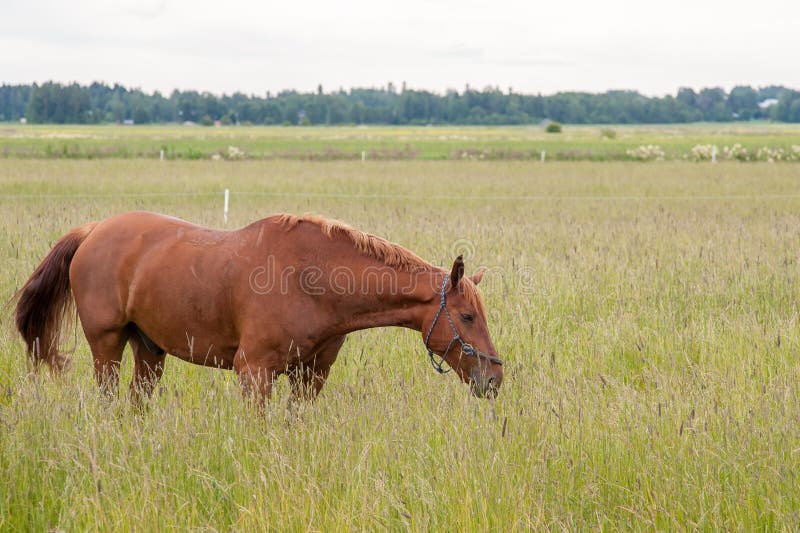 Brown horse feeding outside