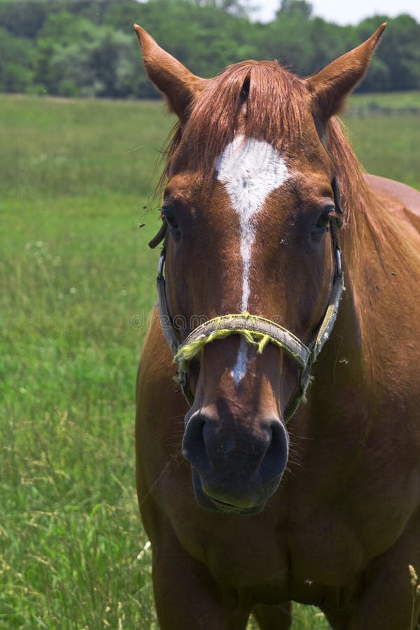 Brown Quarter Horse stock photo. Image of meadow, land 5331550