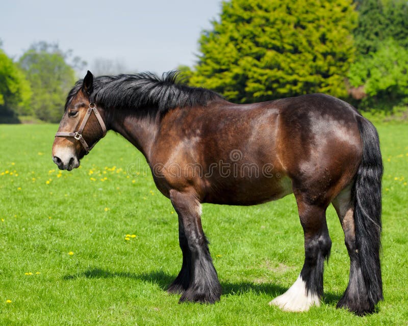 Brown horse on the field