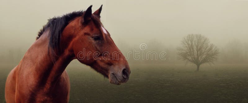 Brown horse in fog royalty free stock photography Brown horse in fog royalty free stock photography