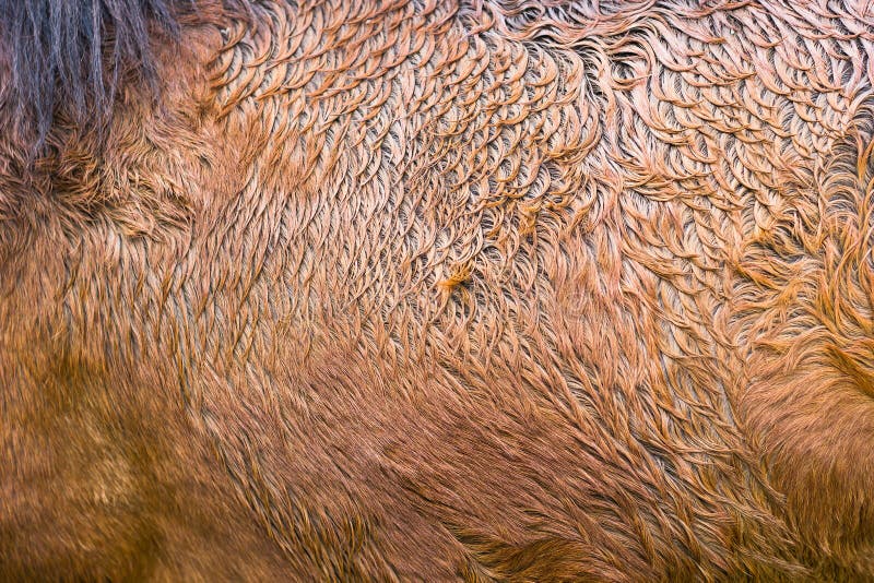 Brown horse fur pattern texture background. Abstract animal skin stock photos
