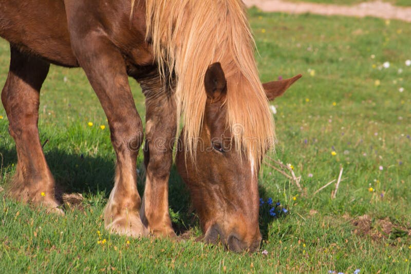 Brown horse grazed