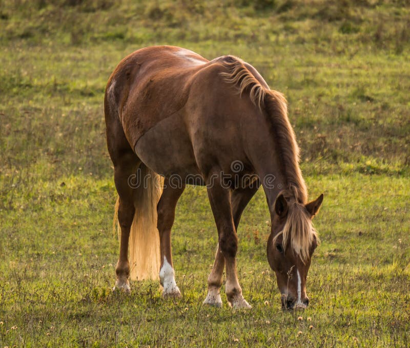 Brown horse