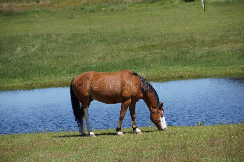 Brown horse grazing