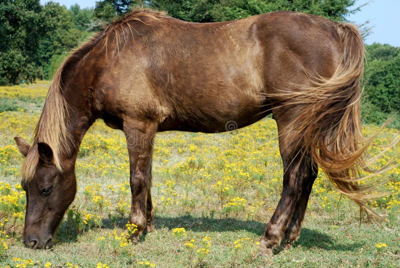 Brown Horse grazing in a field of yellow flowers