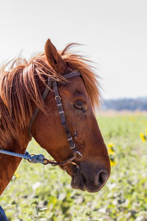 Sad Horse in Sunflower Field Stock Photo Image of horse, mane 10130806