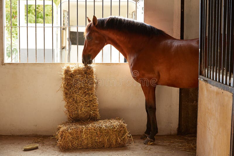 Horse Stable Witth Straw Fork Tool, Sawdust Stock Photo Image of nutrition, grass 7551512