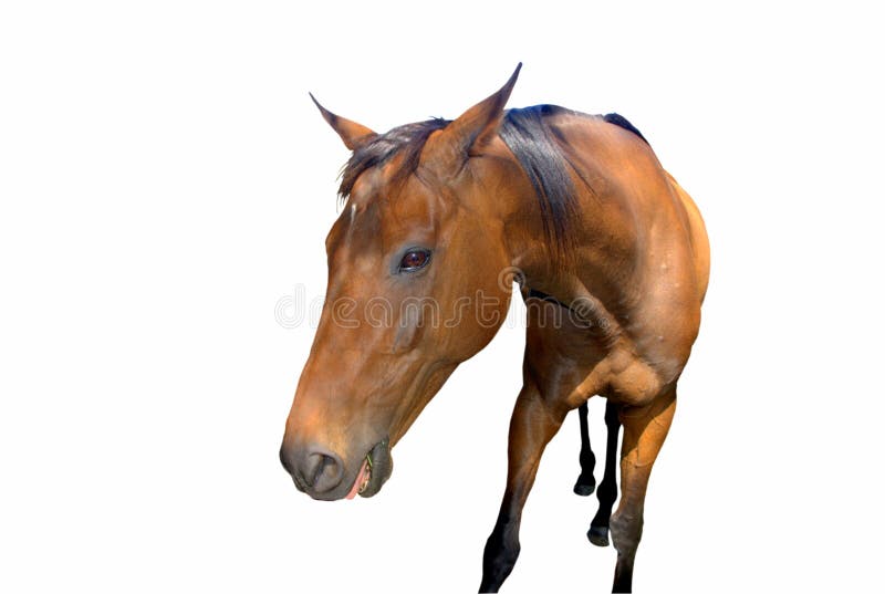 Brown horse isolated