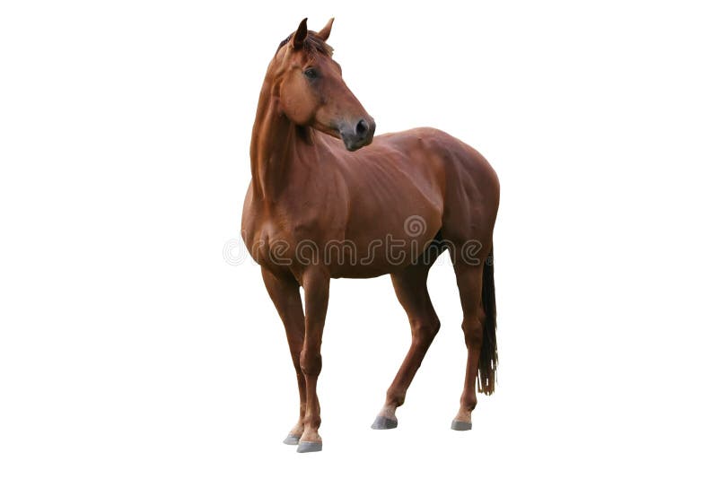 Bel cavallo marrone isolato su sfondo bianco.