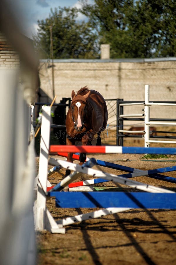 Horse Jumps Over Obstacles in Training Stock Image Image of mustang
