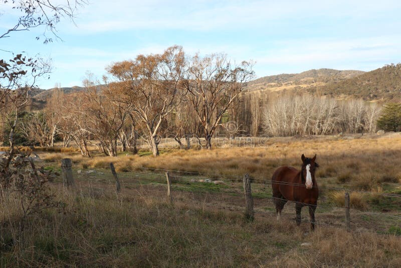 Brown horse landscape- Tharwa, ACT