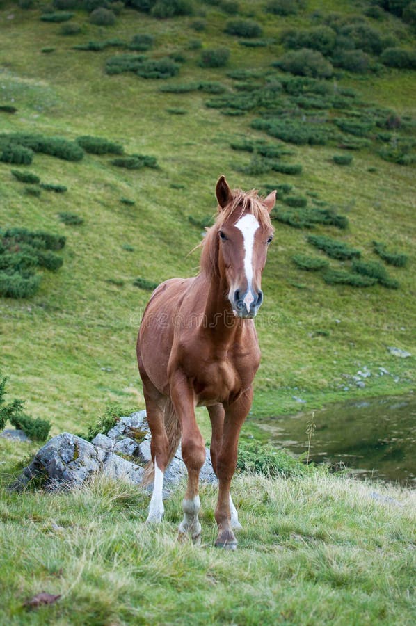 Horse Looking Forward stock photo. Image of horse, green 48339740