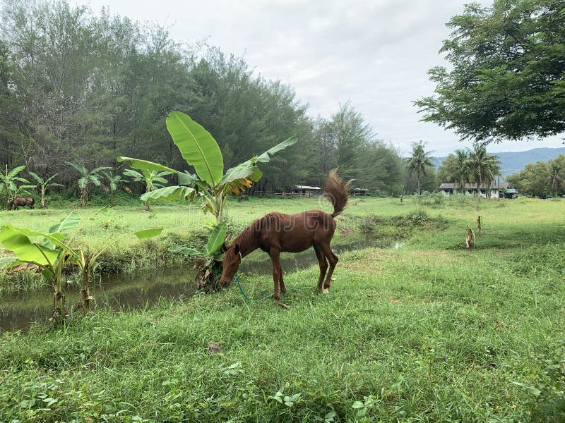 Brown Horse on the Nature Alone Stock Photo Image of natural, grazing