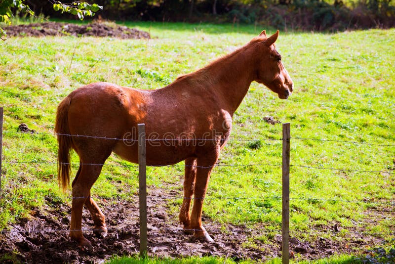 Brown horse near fence in Navarra meadow near Pyrenees