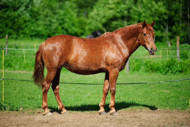 Brown horse in pasture