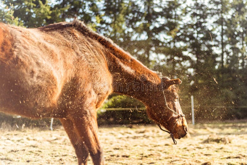 Horse Shaking Dirt Stock Photos Free & RoyaltyFree Stock Photos from