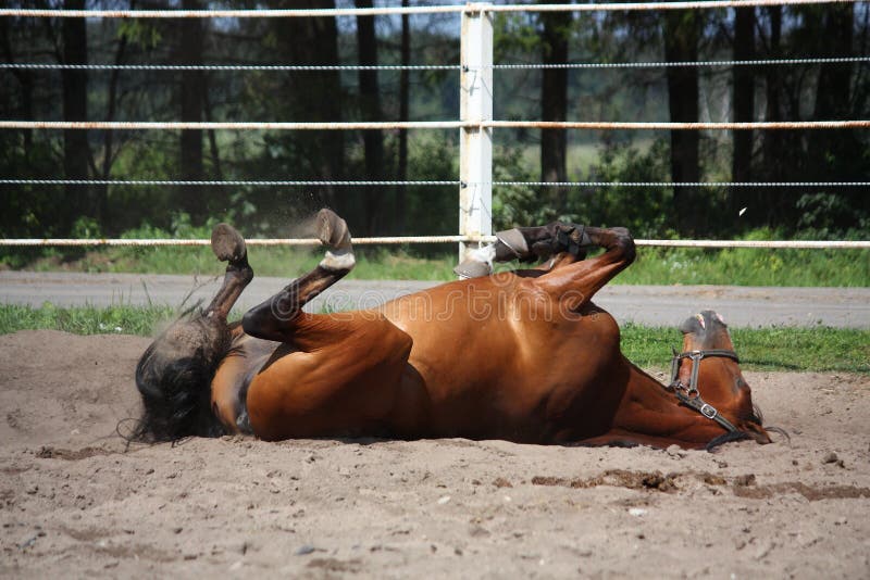 Brown Horse Rolling on the Ground Stock Image Image of happy, fence