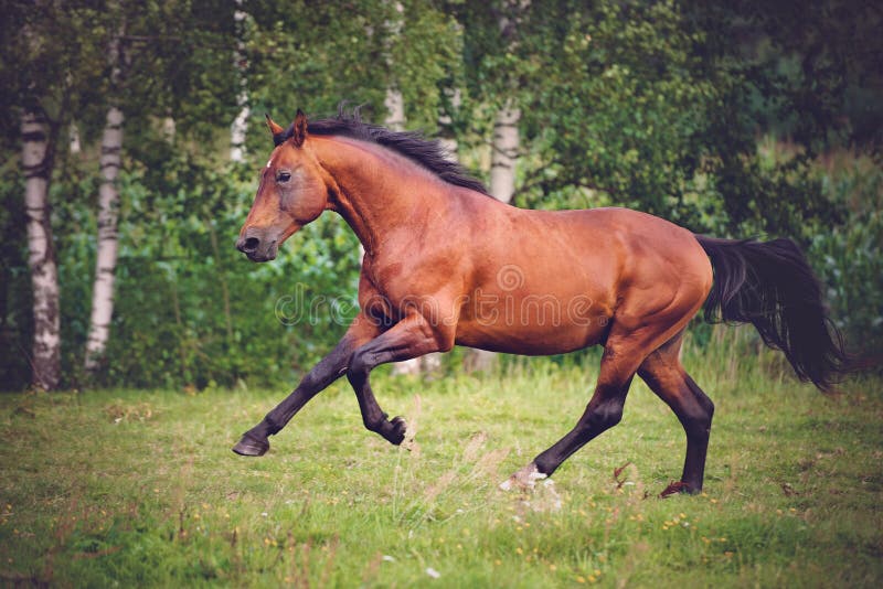 Brown horse running