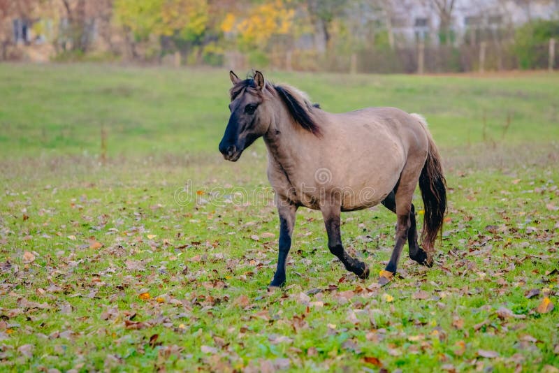 Brown Horse Running in the Green Field Stock Photo Image of nature, environment 261436188