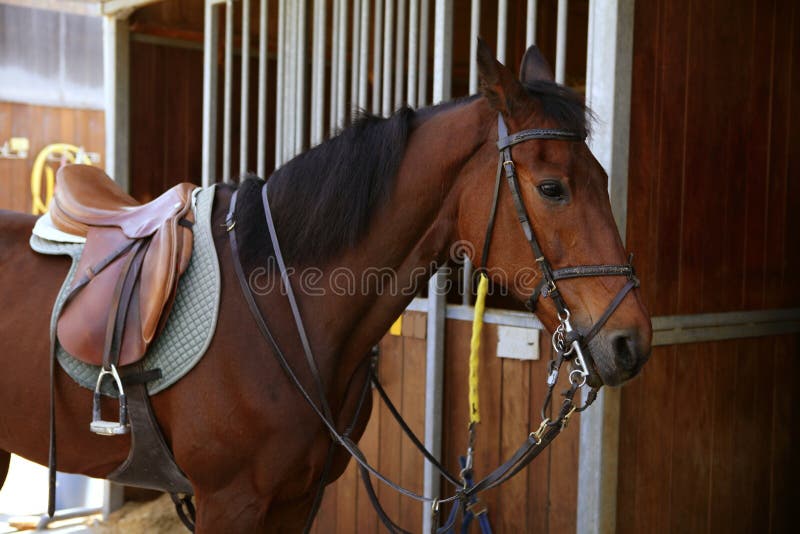 Brown horse with saddle and reins